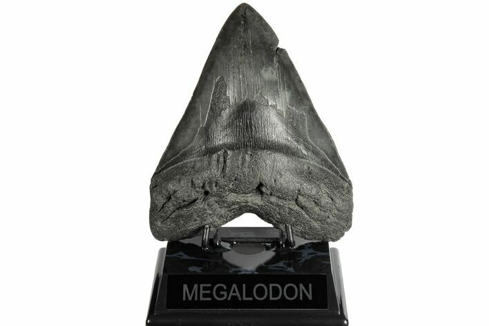Fossil Megalodon Tooth - Huge Meg Tooth #185216